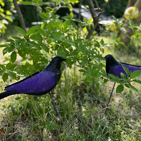 Wohnen & Bergblick Appartement *